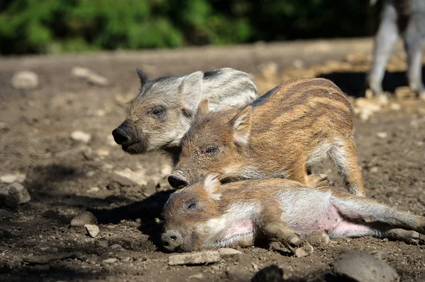 Wildschweine im Wald — Stockfoto