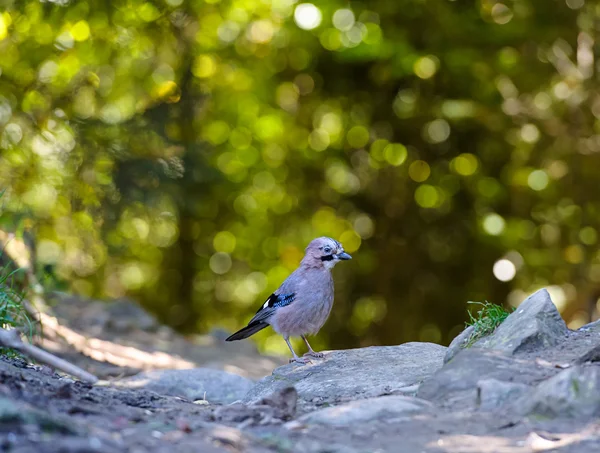 Blue jay v lese — Stock fotografie