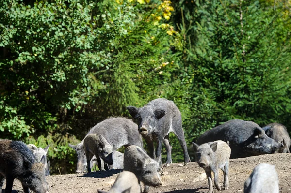 Cinghiale nella foresta — Foto Stock