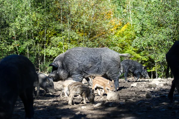 Cinghiale nella foresta — Foto Stock