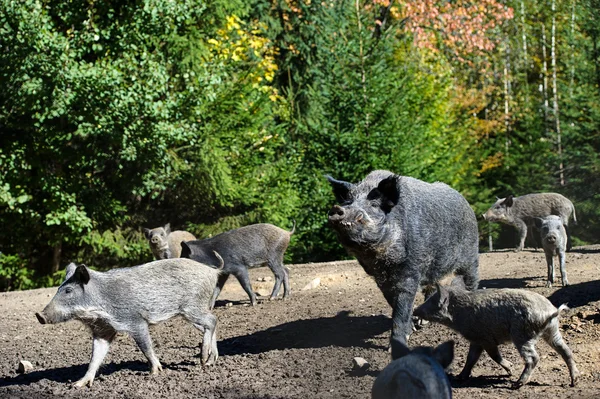 Wildschweine im Wald — Stockfoto