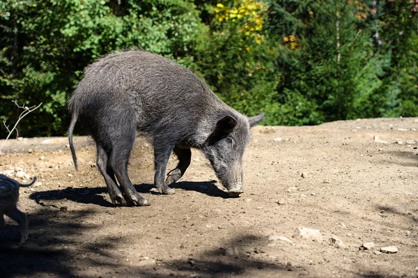 Wildschweine im Wald — Stockfoto