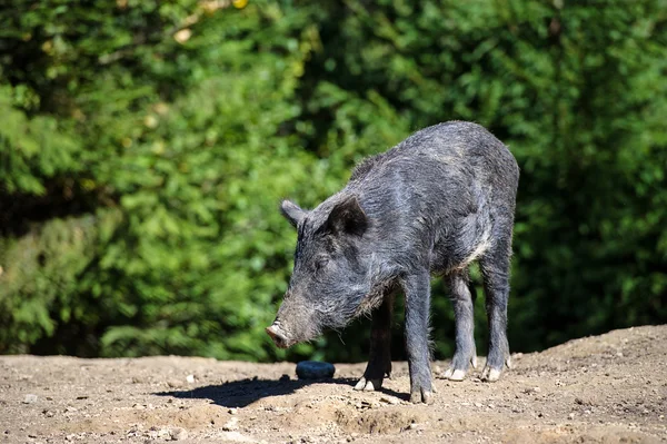 Wildschweine im Wald — Stockfoto