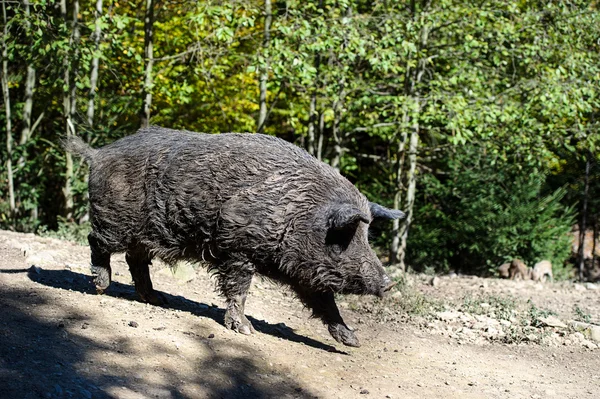 Wilde zwijnen in het bos — Stockfoto