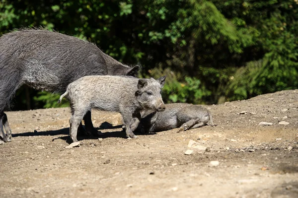 Wildschweine im Wald — Stockfoto