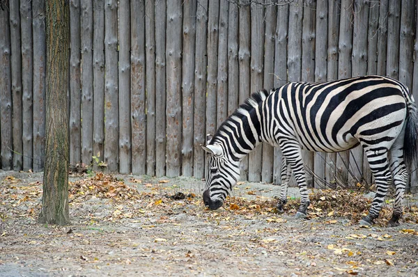 Zebra im Zoo — Stockfoto