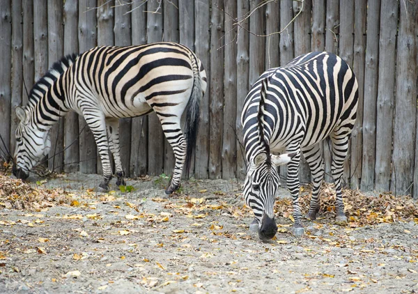 Zebra in zoo — Stock Photo, Image