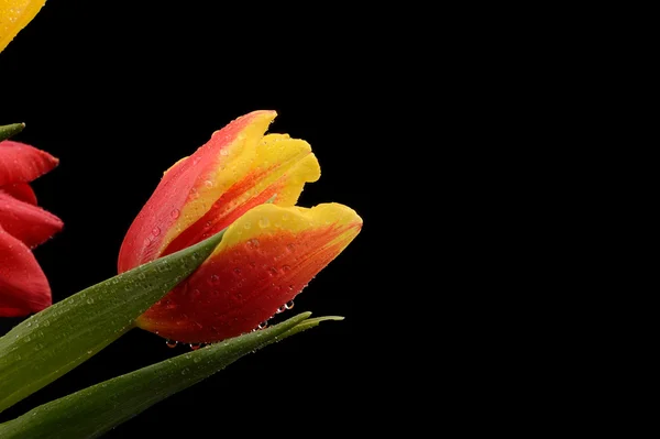 Tulipa amarela e vermelha com gotas de água no fundo preto — Fotografia de Stock