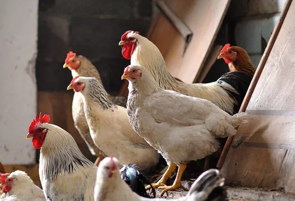 Gallinas en el gallinero — Foto de Stock