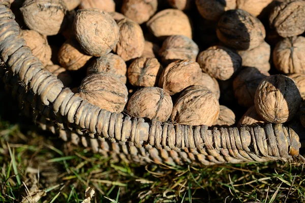 Nueces — Foto de Stock