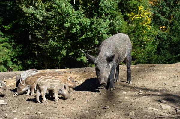 Wild boar in forest — Stock Photo, Image