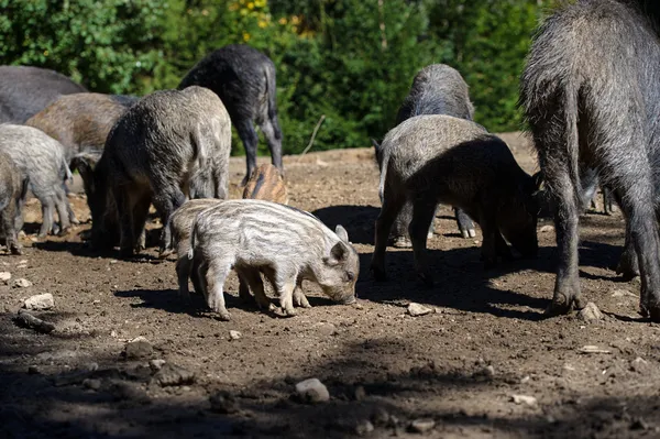 Wild boar in forest — Stock Photo, Image