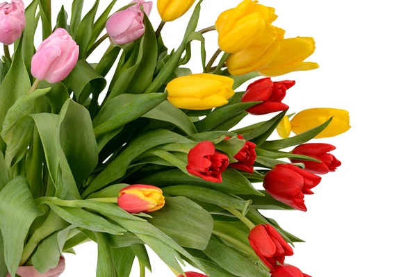 Barevné kytice svěží jarní Tulipán izolované na bílém — Stock fotografie