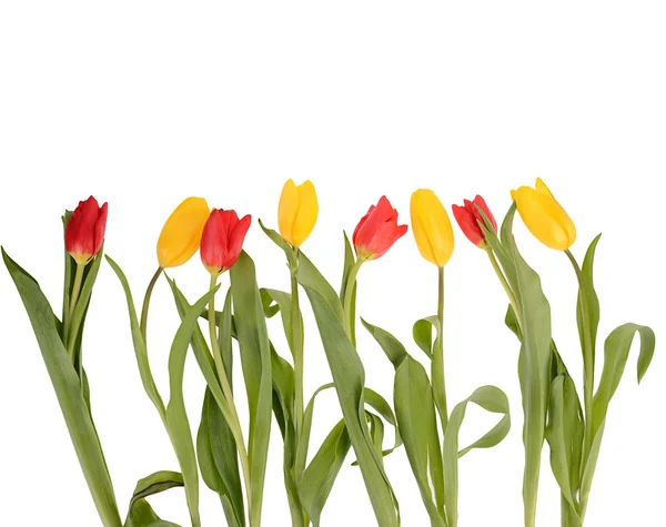 Colorful bouquet of fresh spring tulip flowers isolated on white — Stock Photo, Image