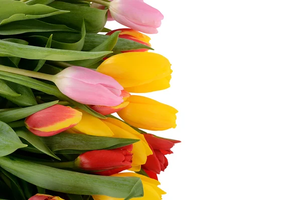 Colorful bouquet of fresh spring tulip flowers isolated on white — Stock Photo, Image