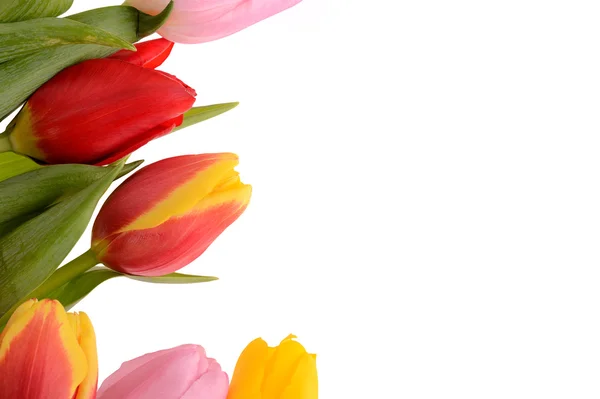 Colorful bouquet of fresh spring tulip flowers isolated on white — Stock Photo, Image