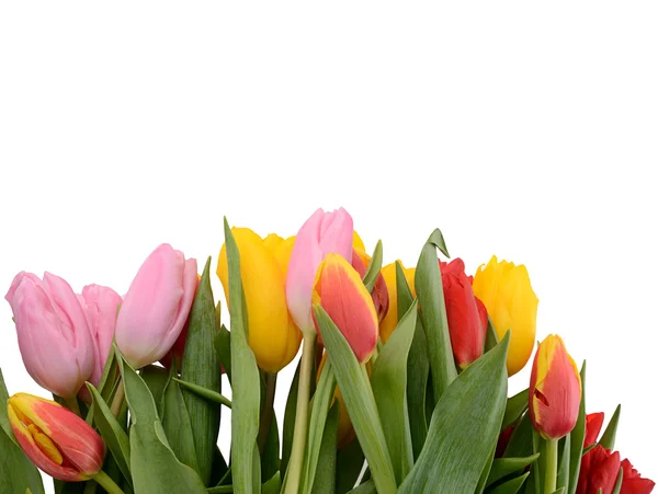 Colorful bouquet of fresh spring tulip flowers isolated on white — Stock Photo, Image