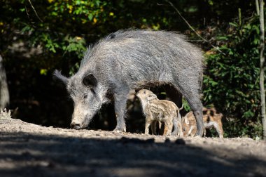 Ormanda yaban domuzu