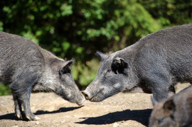 Ormanda yaban domuzu
