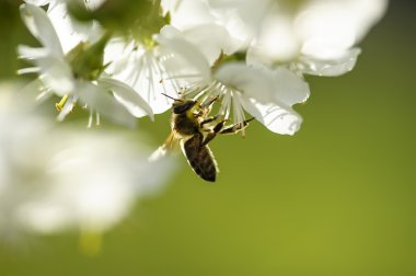 Beyaz kiraz çiçeklerinin üzerinde arı var..