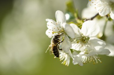 Beyaz kiraz çiçeklerinin üzerinde arı var..