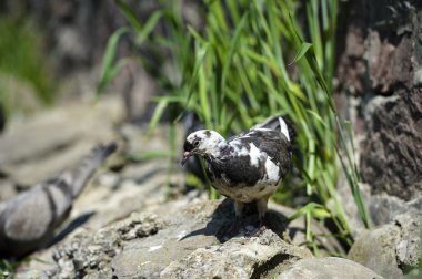 ilginç güvercinler