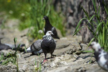 ilginç güvercinler