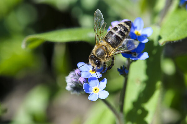 Bee in flower