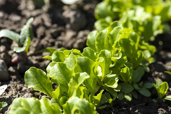 Зеленый салат в саду — стоковое фото