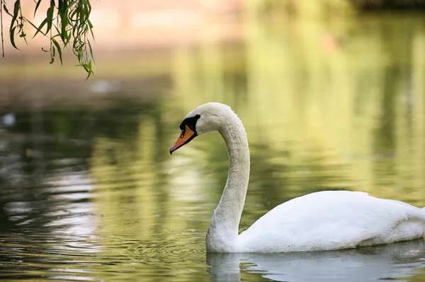 Hermosos cisnes jóvenes en el lago — Foto de Stock