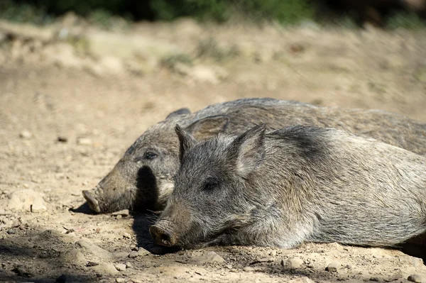 Wildschweine im Wald — Stockfoto