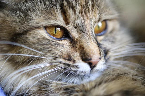 Lustige Katze — Stockfoto