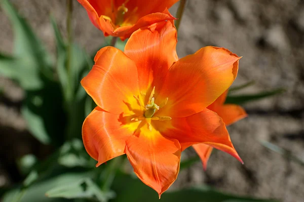 Beautiful flower in the garden — Stock Photo, Image