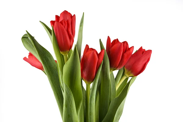 Red fresh spring tulips — Stock Photo, Image