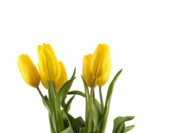 Yellow fresh spring tulips — Stock Photo, Image