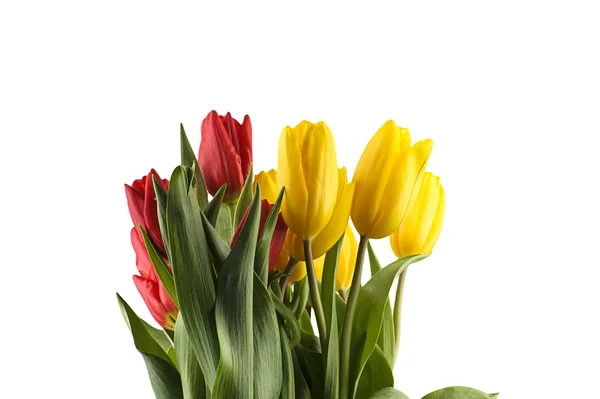Colorful bouquet of fresh spring tulip flowers — Stock Photo, Image