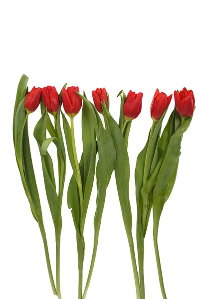 Tulipany czerwone wiosna świeży — Zdjęcie stockowe