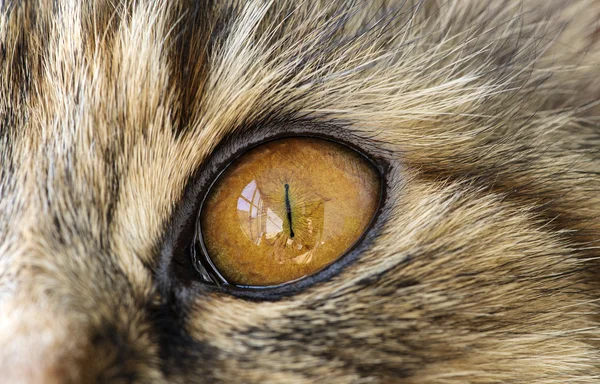 Kahverengi gözlü Sibirya kedisi — Stok fotoğraf