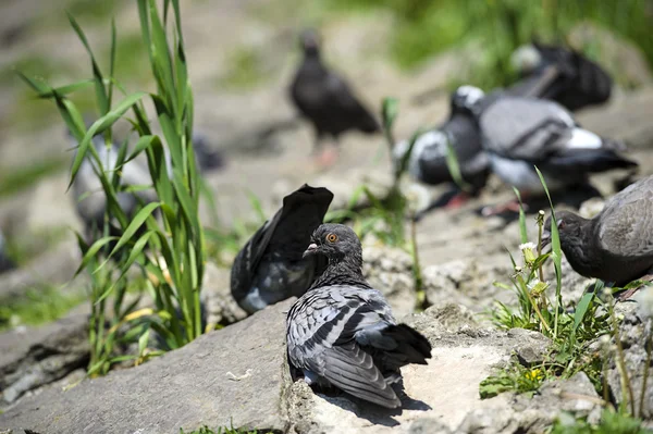 Nieuwsgierige duiven — Stockfoto
