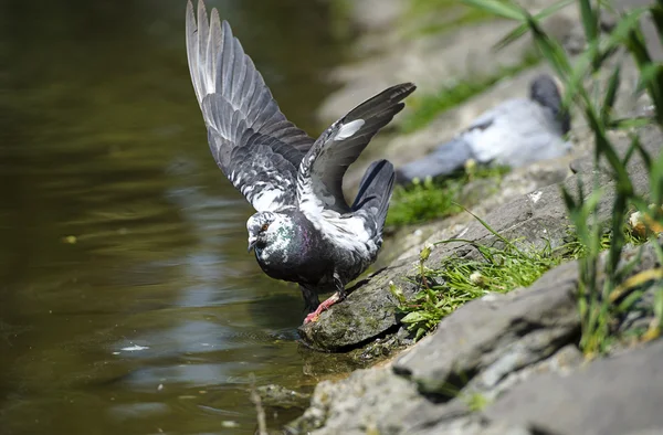 호기심많은 비둘기 — 스톡 사진