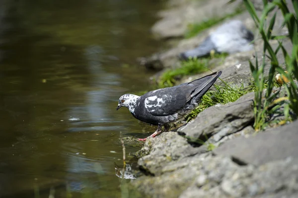 Nieuwsgierige duiven — Stockfoto