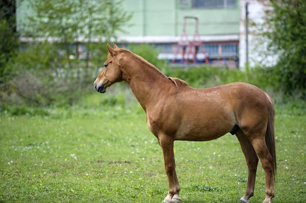 Amusant pâturage de chevaux dans le champ — Photo