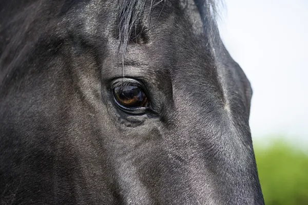 Eye of Arabian bay horse — Stock Photo, Image