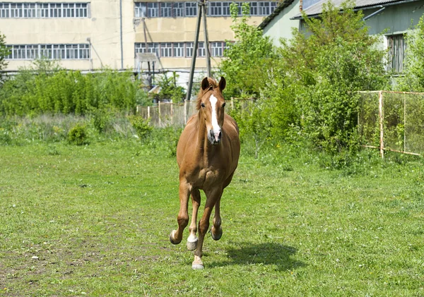Hermoso caballo de castaño libre trotando en el campo —  Fotos de Stock