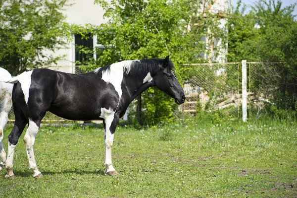 Lustiges Pferd weidet auf Feld — Stockfoto