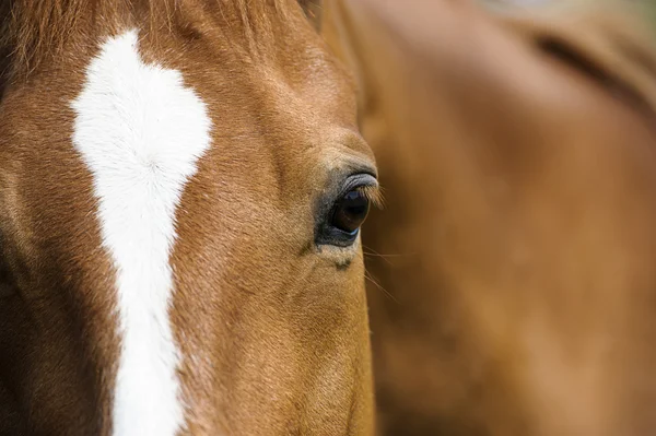 Oog van Arabische baai paard — Stockfoto