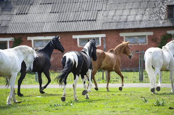 Caballos en una granja —  Fotos de Stock