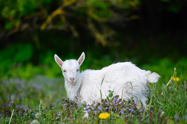 Divertido bebé blanco de cabra en la hierba verde — Foto de Stock