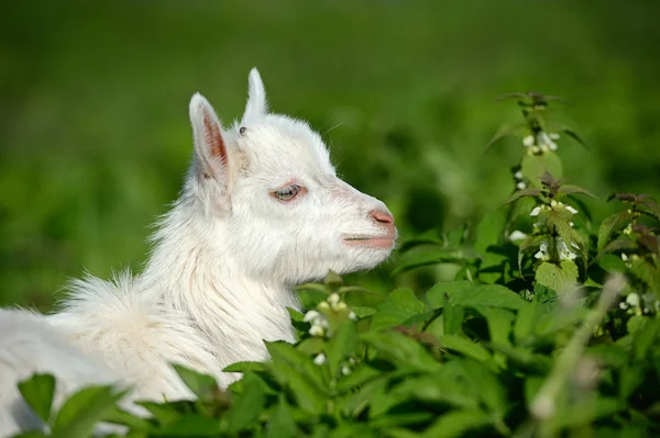 Lustiges weißes Ziegenbaby auf dem grünen Gras — Stockfoto