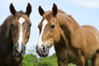 at çayırda. yaz günü